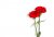 two-carnations_1205-3802.jpg