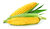Vegetables_Corn_White_background_Two_532292_3840x2160.jpg